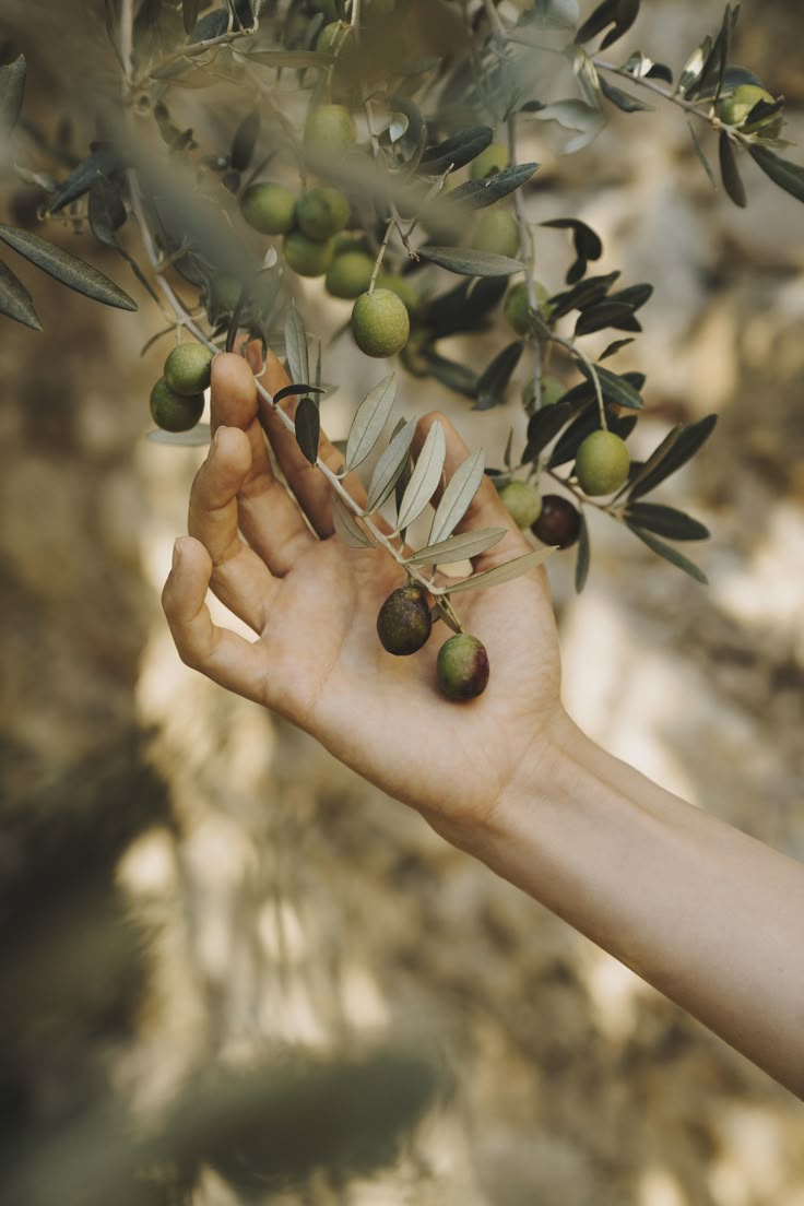 Olive Oil: The Timeless Elixir 🌿✨