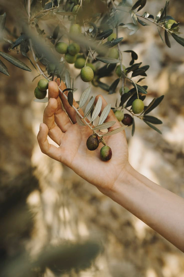 Olive Oil: The Timeless Elixir 🌿✨