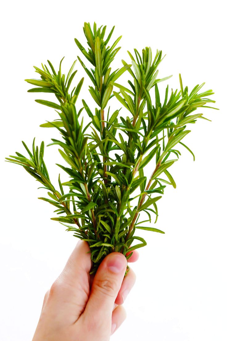 The Power of Rosemary: Nature’s Secret for Hair & Skin