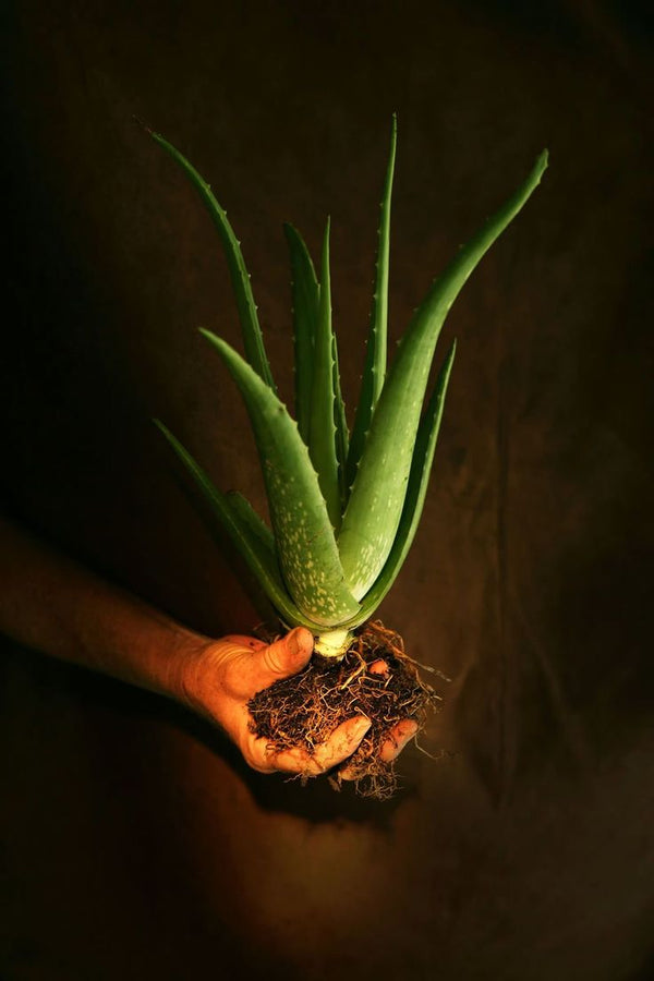 Aloe Vera: The Miracle Plant for Skin, Hair & Wellness 🌿✨